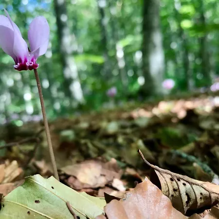 Borgo Manca Bed & Breakfast Sasso di Castalda